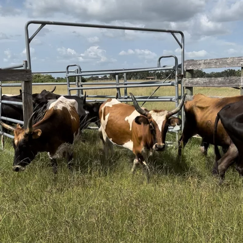 Native Florida Cracker cattle in pens